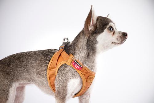 Show full view: Curli Apple Leather Dog Harness, Brown, XXX-Small: 10.51 to 11.85-in chest slide 4 of 9