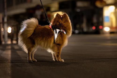 Show full view: Curli Glow Clasp Reflective Vest Dog Harness, Reflective Gray, Medium: 17.05 to 19.29-in chest slide 9 of 11