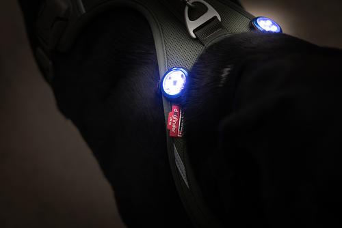 Show full view: Curli Luumi Safety LED Light Dog Collar Accessory, 2 count, Green slide 10 of 11