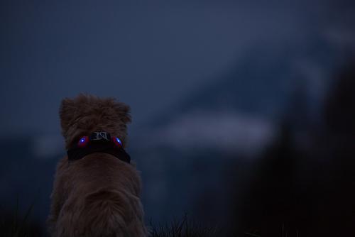 Show full view: Curli Luumi LED Light Dog Collar Accessory, 2 count, White slide 3 of 6