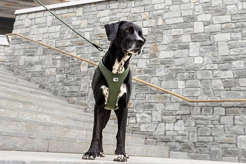 Show full view: Curli Belka Air-Mesh Dog Harness, Black, XX-Large: 24.69 to 27.6-in chest slide 4 of 11