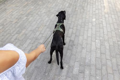 Show full view: Curli Vario Comfort Dog Leash, Ruby, Small: 6.5-ft long, 1/3-in wide slide 2 of 7