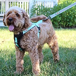 Pawtitas Personalized Padded Reflective Dog Leash, Camouflage Green, Medium/Large: 6-ft long, 1-in wide slide 2 of 9