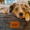 Show in main carousel: Cordaroys Forever Terry Corduroy Dog Bed, Dark Grey, 40-in slide 4 of 6
