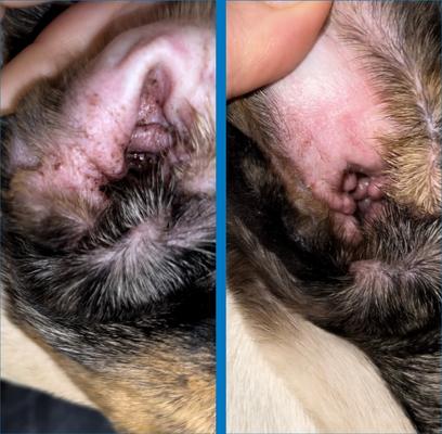 Show full view: Squishface Individual Finger Sheath Dog Ear Wipes, 60 count slide 3 of 8