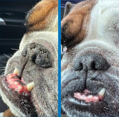 Show full view: Squishface Dog Nose Balm, 1.75-oz tube slide 5 of 8