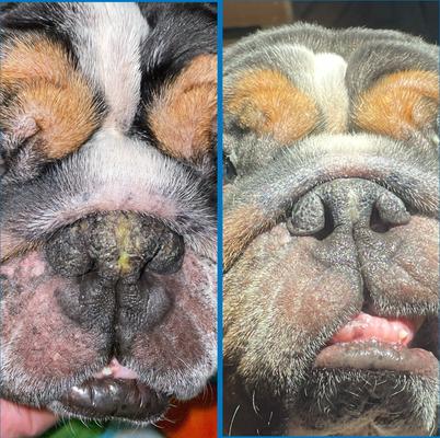 Show full view: Squishface Dog Nose Balm, 1.75-oz tube slide 4 of 8