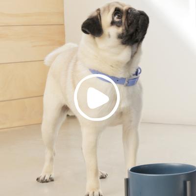 Show full view: Native Pet Organic Turkey Bone Broth Powder Grain-Free Dog Food Topper, 12-oz jar slide 5 of 5