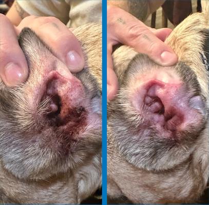 Show full view: Squishface Individual Finger Sheath Dog Ear Wipes, 60 count slide 4 of 8