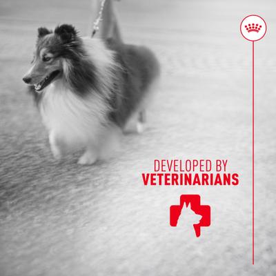 Show full view: Royal Canin Skin & Coat Support Soft Chews Supplement for Adult Dogs, 60 count slide 10 of 12