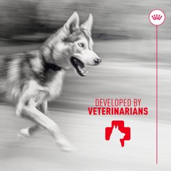 Royal Canin Joint Support Soft Chews Supplement for Adult Dogs, 60 count slide 2 of 9