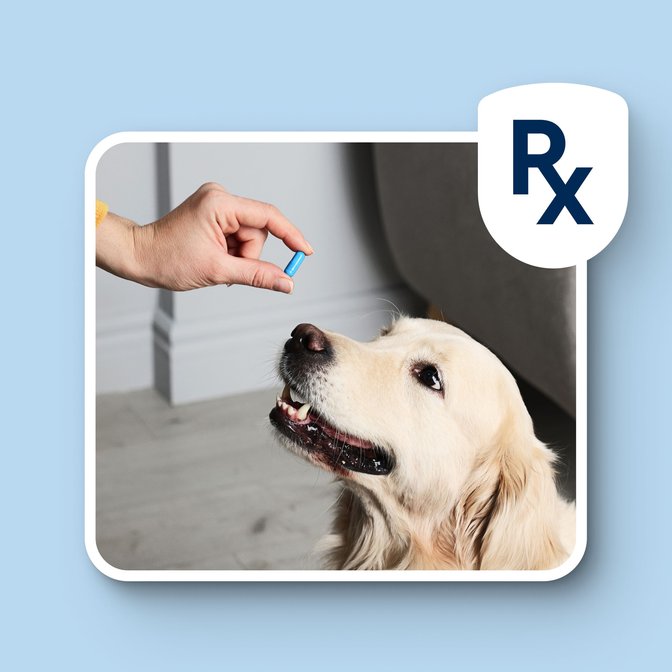 Pet Care 1
