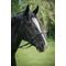 Show in main carousel: ThinLine EZ Harmony Bitless Noseband Horse Bridle Converter, Black, Cob slide 2 of 2