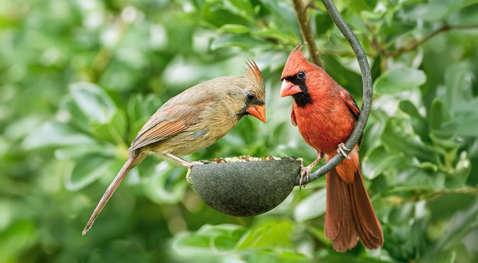 Kaytee Basic Blend Wild Bird Food