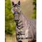 Show in main carousel: LeMieux Armourshield Pro Full Horse Fly Mask, Navy, Medium slide 8 of 9