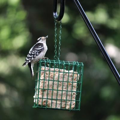 Show full view: C&S Fruit n' Nut Treat Suet Wild Bird Food, case of 12 slide 8 of 11