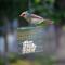 Show in main carousel: C&S Peanut Treat Suet Wild Bird Food, case of 12 slide 7 of 12