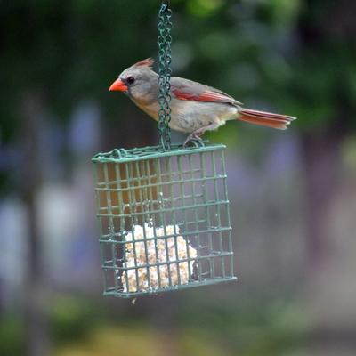Show full view: C&S Peanut Treat Suet Wild Bird Food, case of 12 slide 7 of 12