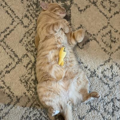 Show full view: HuggleKats Sardinies Cat Toy, 3 count slide 8 of 9