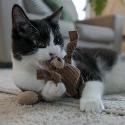 HuggleKats Wee Chippie & His Acorn Cat Toy, 2 count slide 2 of 9
