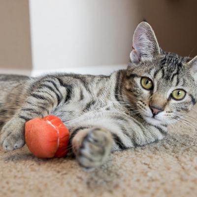 Show full view: HuggleKats Ma-Cat-a-Roonies Cat Toy, 3 count slide 9 of 9