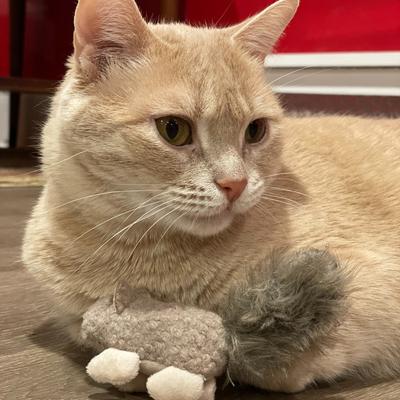 Show full view: HuggleKats Wee Fellar Squirrelie Cat Toy, 1 count slide 9 of 9