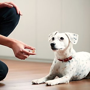 Milk-Bone MaroSnacks Real Bone Marrow Dog Treats, 40-oz tub