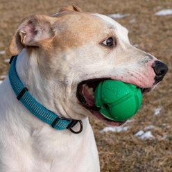 PetKORE FloTek Tough Ball Dog Toy, Green, Large slide 2 of 9
