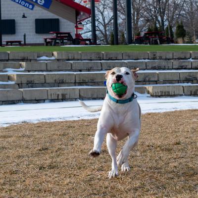 Show full view: PetKORE FloTek Tough Ball Dog Toy, Green, Medium slide 5 of 11
