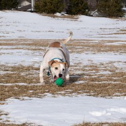 PetKORE FloTek Tough Ball Dog Toy, Green, Medium slide 2 of 9