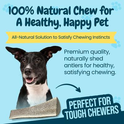 Show full view: HOTSPOT PETS 7 to 8-in Split Elk Antlers Dog Treats, Large, 1 count slide 7 of 8