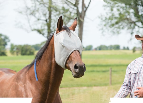 Weaver Equine Open Ear Horse Fly Mask, Gray