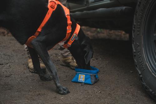 Show full view: Ruffwear Front Range Dog Collar, Blaze Orange, 14 to 20-in neck slide 5 of 6