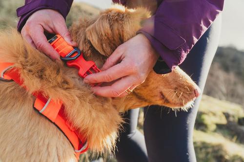 Show full view: Ruffwear Front Range Dog Collar, Blaze Orange, 14 to 20-in neck slide 4 of 6