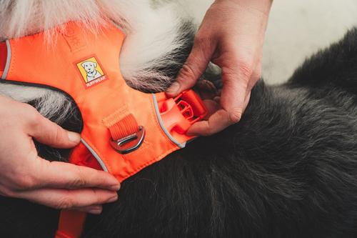 Show full view: Ruffwear Front Range Dog Harness, Blaze Orange, Small: 22 to 27-in chest slide 4 of 8