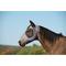 Show in main carousel: Weaver Equine Cooling Horse Fly Mask, Graphite, Large slide 2 of 2