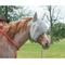 Show in main carousel: Weaver Equine Covered Ear Horse Fly Mask, Gray, Large slide 2 of 2