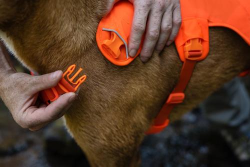 Show full view: Ruffwear Web Master Dog Harness, Blaze Orange, Small: 22 to 27-in chest slide 5 of 9