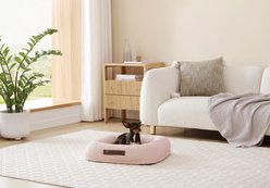 Arlee Home & Pet Bumper Box Memory Foam Orthopedic Dog Bed with Removable Cover, Petal, Small