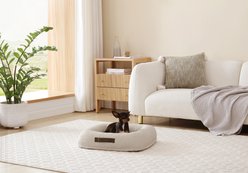 Arlee Home & Pet Bumper Box Memory Foam Orthopedic Dog Bed with Removable Cover, Tan, Small