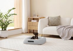 Arlee Home & Pet Bumper Box Memory Foam Orthopedic Dog Bed with Removable Cover, Grey, Small
