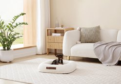 Arlee Home & Pet Bumper Box Memory Foam Orthopedic Dog Bed with Removable Cover, Cream, Small