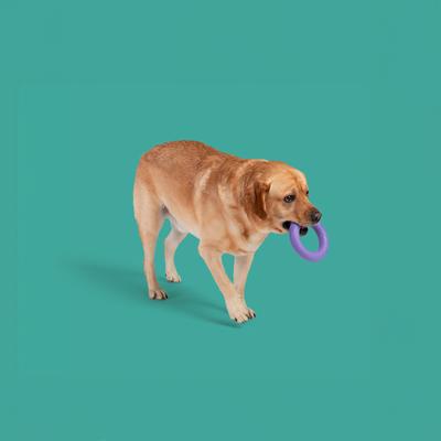 Show full view: Yomp Super Loop Max Tough Dog Chew Toy, Purple, Beef Flavor slide 4 of 5