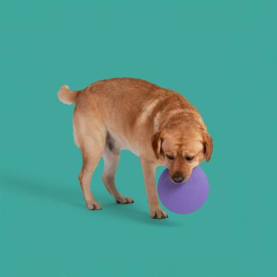 Show full view: Yomp FetchFlyer MAX Tough Dog Chew Toy, Purple, Beef Flavor slide 4 of 4