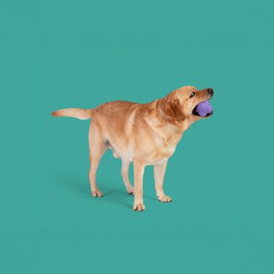 Show full view: Yomp Pup Star Max Tough Dog Chew Toy, Purple, Beef Flavor slide 4 of 5