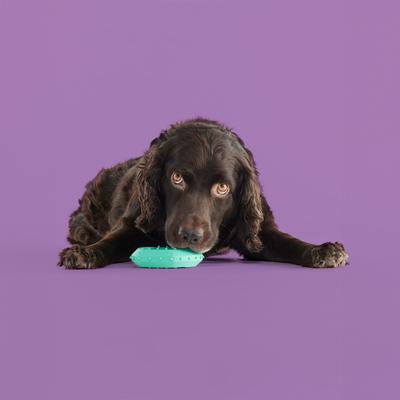 Show full view: Yomp ChillChew Dog Chew Toy, Teal slide 5 of 5