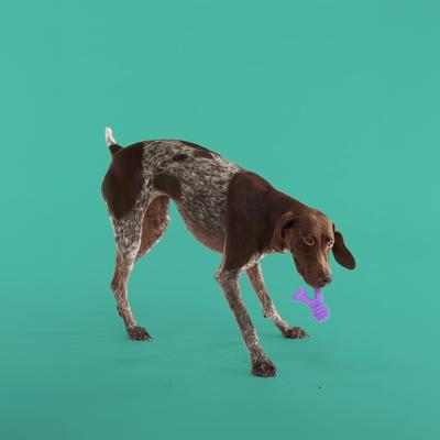 Show full view: Yomp FunnyBone MAX Tough Dog Chew Toy, Beef Flavor slide 5 of 5