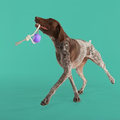 Show full view: Yomp BallRope Dog Chew Toy, Purple/White slide 4 of 5