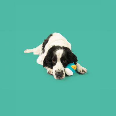 Show full view: Yomp Quackers Set Plush Dog Toy slide 5 of 5