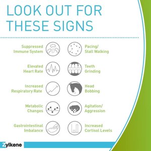 Vetoquinol Zylkene Equine Behavior Support Apple Flavor Powder Horse Supplement 2000 mg, 20 count